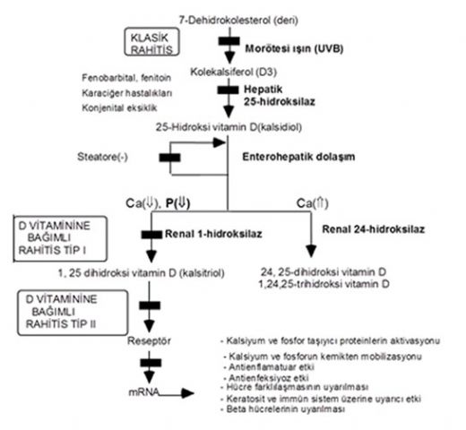 Hidroksi Vitamin D